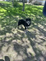 Max, a male German Shepherd Dog for sale in Long Prairie, MN – 3 of 3