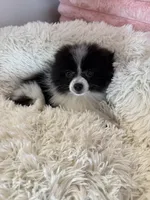 Toy Pomeranian, a female Pomeranian for sale in Niagara Falls, NY – 6 of 10