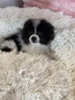 Toy Pomeranian, a female Pomeranian for sale in Niagara Falls, NY – 7 of 10