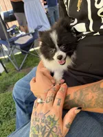 Toy Pomeranian, a female Pomeranian for sale in Niagara Falls, NY – 5 of 10