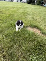 Toy Pomeranian, a female Pomeranian for sale in Niagara Falls, NY – 9 of 10