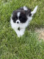 Toy Pomeranian, a female Pomeranian for sale in Niagara Falls, NY – 3 of 10