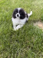 Toy Pomeranian, a female Pomeranian for sale in Niagara Falls, NY – 10 of 10