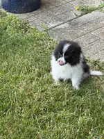 Toy Pomeranian, a female Pomeranian for sale in Niagara Falls, NY – 4 of 10