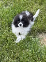 Toy Pomeranian, a female Pomeranian for sale in Niagara Falls, NY – 2 of 10