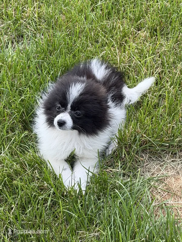 Toy Pomeranian – Pomeranian puppy for sale in Niagara Falls, NY