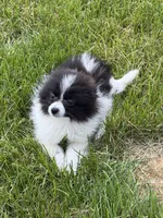 Toy Pomeranian, a female Pomeranian for sale in Niagara Falls, NY – 1 of 10