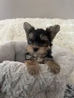 Baby Boy, a male Yorkshire Terrier for sale in South Gate, CA – 5 of 5