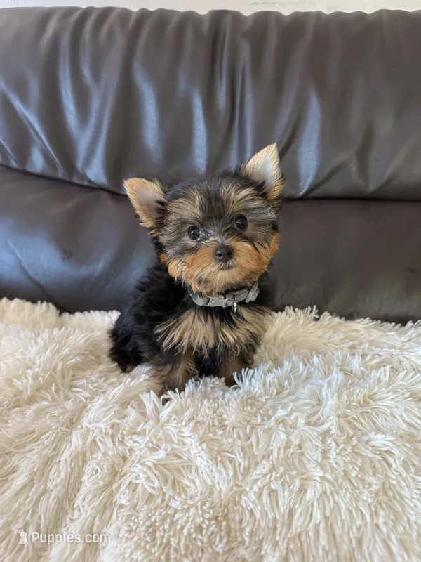 Baby Boy – Yorkshire Terrier puppy for sale in South Gate, CA