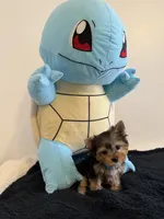 Baby Boy, a male Yorkshire Terrier for sale in South Gate, CA – 2 of 5