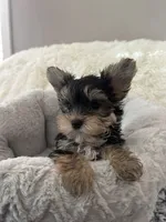 Baby Boy, a male Yorkshire Terrier for sale in South Gate, CA – 3 of 5