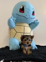 Baby Boy, a male Yorkshire Terrier for sale in South Gate, CA – 5 of 5
