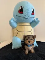 Baby Boy, a male Yorkshire Terrier for sale in South Gate, CA – 4 of 5