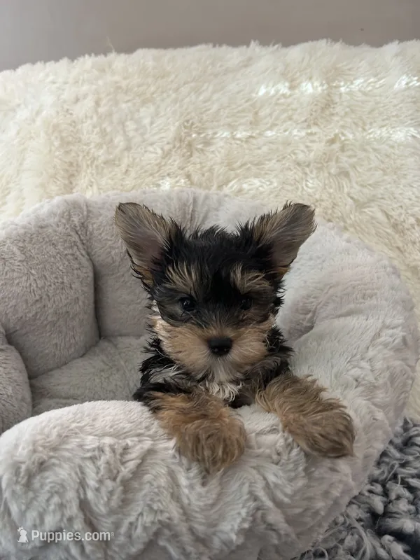 Baby Boy – Yorkshire Terrier puppy for sale in South Gate, CA