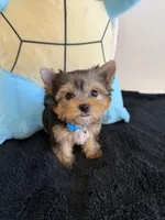Baby Boy, a male Yorkshire Terrier for sale in South Gate, CA – 3 of 5
