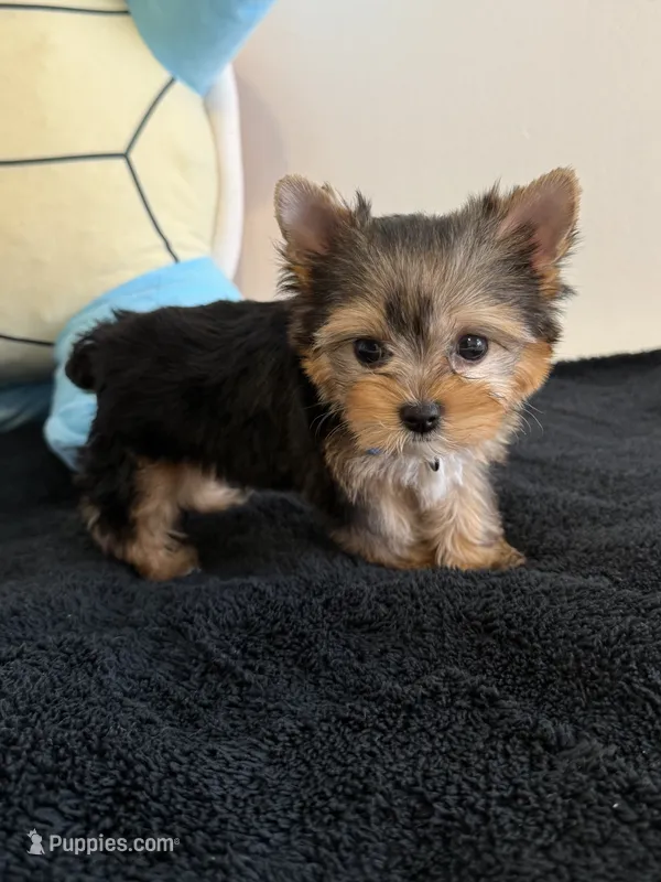 Baby Boy – Yorkshire Terrier puppy for sale in South Gate, CA