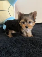 Baby Boy, a male Yorkshire Terrier for sale in South Gate, CA – 1 of 5