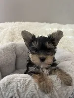 Baby Boy, a male Yorkshire Terrier for sale in South Gate, CA – 4 of 5