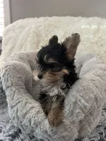 Baby Boy, a male Yorkshire Terrier for sale in South Gate, CA – 2 of 5