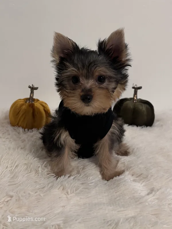 Baby Boy – Yorkshire Terrier puppy for sale in South Gate, CA