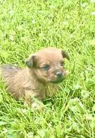 Nugget, a male Yorkshire Terrier and Miniature Dachshund for sale in Indianapolis, IN – 2 of 4