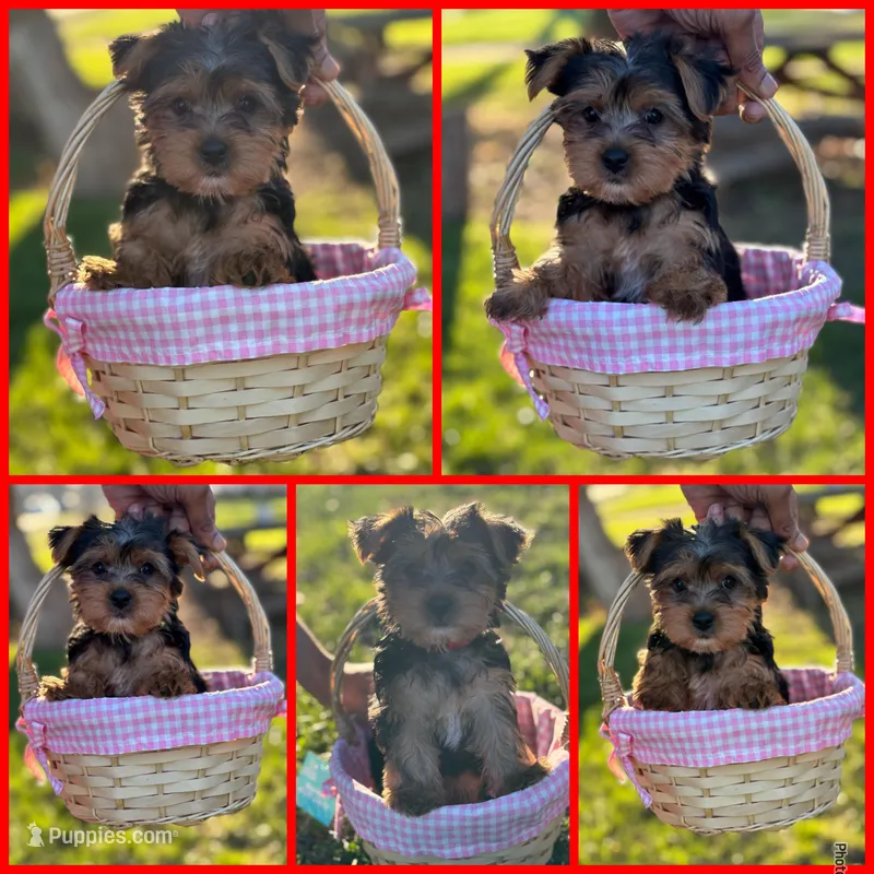Suki Red aka Parti Girl – Yorkshire Terrier puppy for sale in Indianapolis, IN