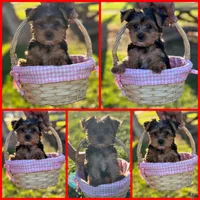 Suki Red aka Parti Girl, a female Yorkshire Terrier for sale in Indianapolis, IN – Photo 1 of 2