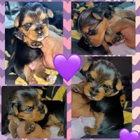 Suki Red aka Parti Girl, a female Yorkshire Terrier for sale in Indianapolis, IN – Photo 2 of 2