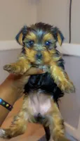 Suki Red aka Parti Girl, a female Yorkshire Terrier for sale in Chicago, IL – 3 of 7