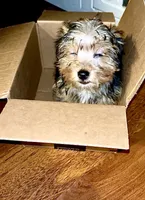 Khaotica, a female Havanese and Yorkshire Terrier for sale in Indianapolis, IN – 3 of 9