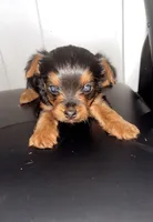 Bentley, a male Yorkshire Terrier and Poodle - Toy  for sale in Indianapolis, IN – 2 of 3