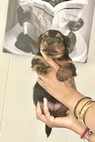 Bear, a male Yorkshire Terrier and Miniature Dachshund for sale in Indianapolis, IN – 5 of 5