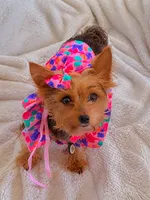 Zeus, a male Yorkshire Terrier for sale in Indianapolis, IN – 7 of 10