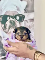 Beauty, a male Yorkshire Terrier and Miniature Dachshund for sale in Indianapolis, IN – 2 of 7