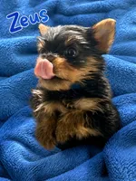 Zeus, a male Yorkshire Terrier for sale in Indianapolis, IN – 4 of 10
