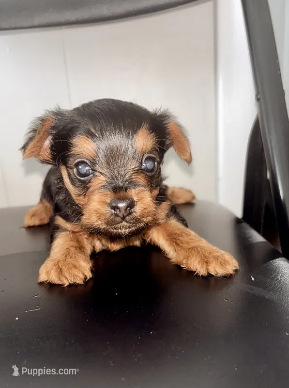Bentley – Yorkshire Terrier, Poodle - Toy  puppy for sale in Indianapolis, IN