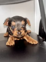 Bentley, a male Yorkshire Terrier and Poodle - Toy  for sale in Indianapolis, IN – 1 of 3