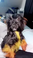 Princess Diana, a female Yorkshire Terrier for sale in Chicago, IL – 6 of 8