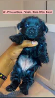 Princess Diana, a female Yorkshire Terrier for sale in Chicago, IL – 3 of 8