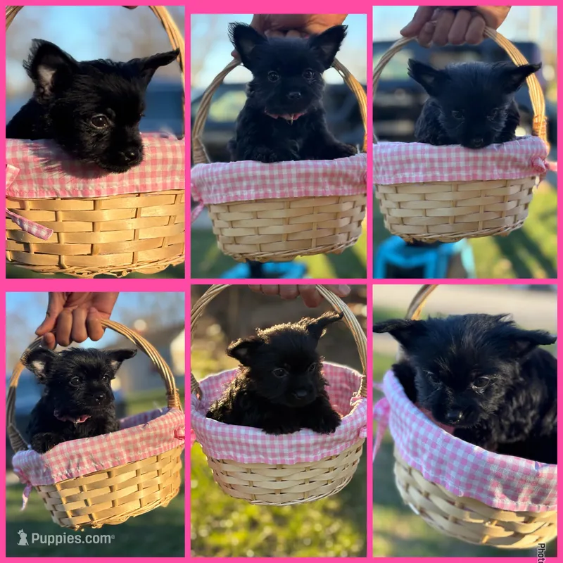 Princess Diana – Yorkshire Terrier puppy for sale in Indianapolis, IN