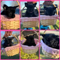 Princess Diana, a female Yorkshire Terrier for sale in Indianapolis, IN – Photo 1 of 2