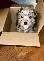 Khaotica, a female Havanese and Yorkshire Terrier for sale in Indianapolis, IN – 4 of 9