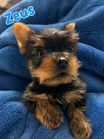 Zeus, a male Yorkshire Terrier for sale in Indianapolis, IN – 3 of 10