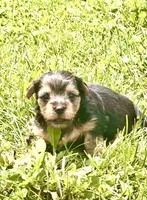 Beauty, a male Yorkshire Terrier and Miniature Dachshund for sale in Indianapolis, IN – 3 of 7