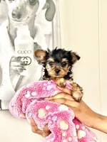 Bailey, a male Yorkshire Terrier and Poodle - Toy  for sale in Indianapolis, IN – 4 of 6