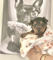 Bear, a male Yorkshire Terrier and Miniature Dachshund for sale in Indianapolis, IN – 4 of 5