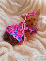 Zeus, a male Yorkshire Terrier for sale in Indianapolis, IN – 8 of 10