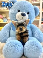 Zeus, a male Yorkshire Terrier for sale in Indianapolis, IN – 5 of 10