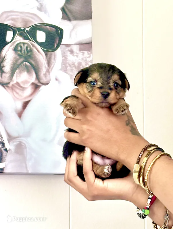 Beauty – Yorkshire Terrier, Miniature Dachshund puppy for sale in Indianapolis, IN