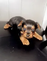 Bentley, a male Yorkshire Terrier and Poodle - Toy  for sale in Indianapolis, IN – 3 of 3